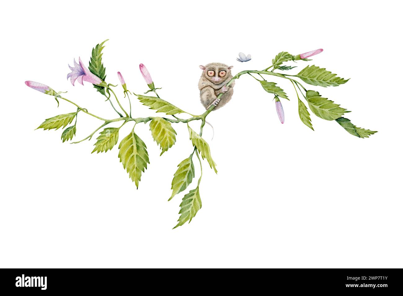 Tarsier on a green floral branch. Watercolor illustration element isolated on white background. Hand drawn painting of native Philippines anima Stock Photo