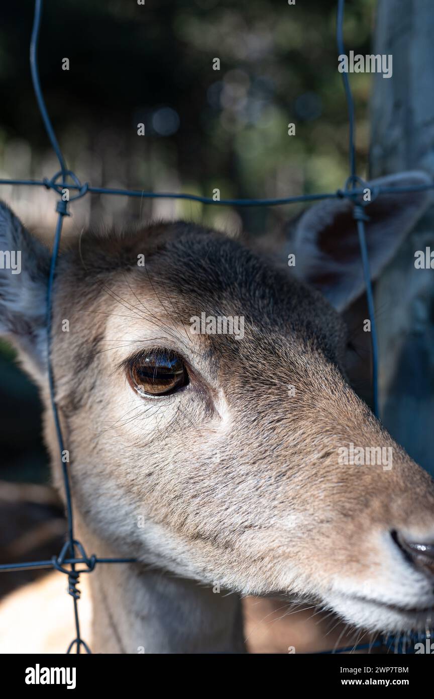 Portrait in vertical format of a deer sticking its head out between the metal mesh fence of the zoo in the Parc Animalier des Angles in Capcir Stock Photo