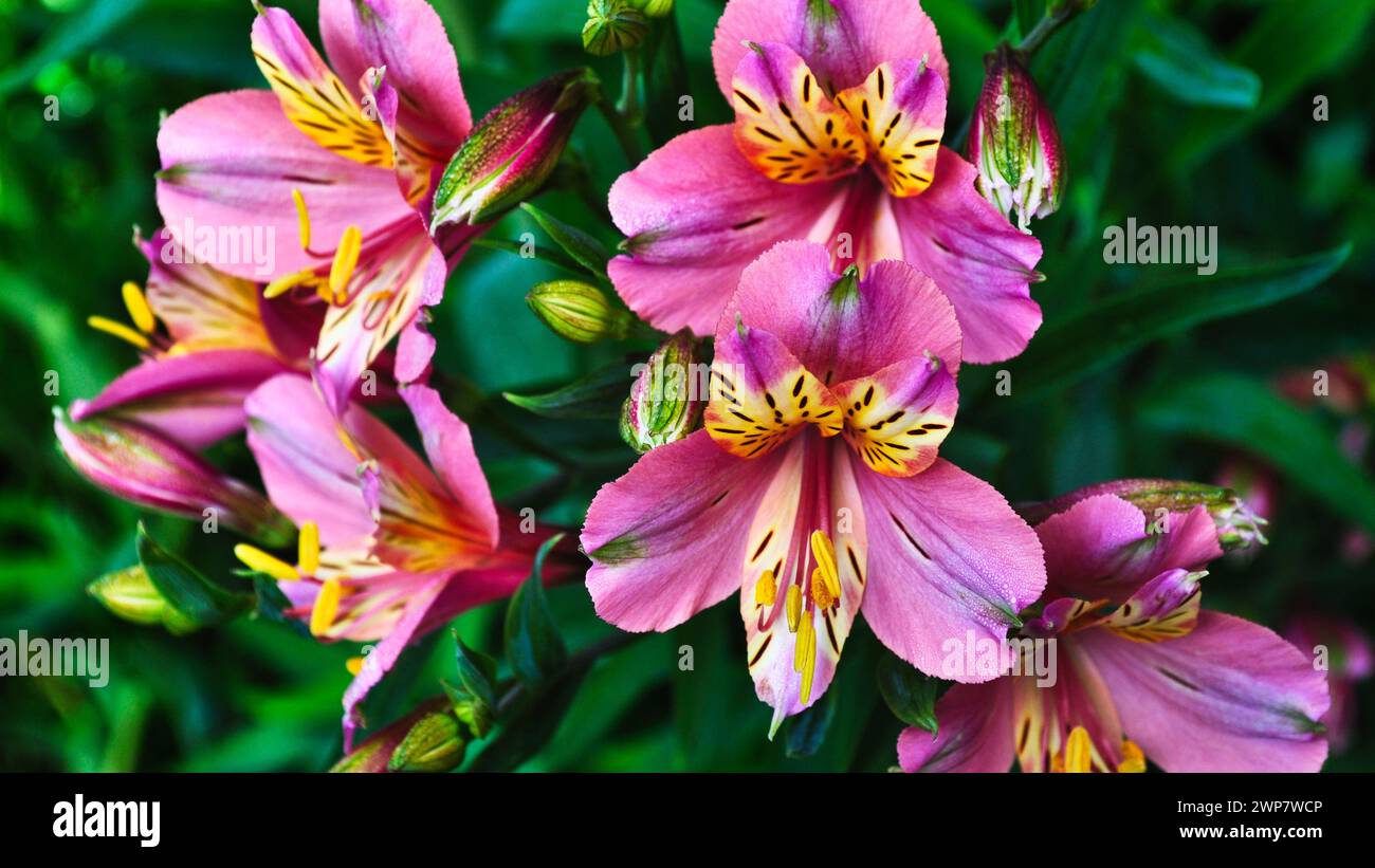 Colors of nature - The Pink Beauty Stock Photo - Alamy