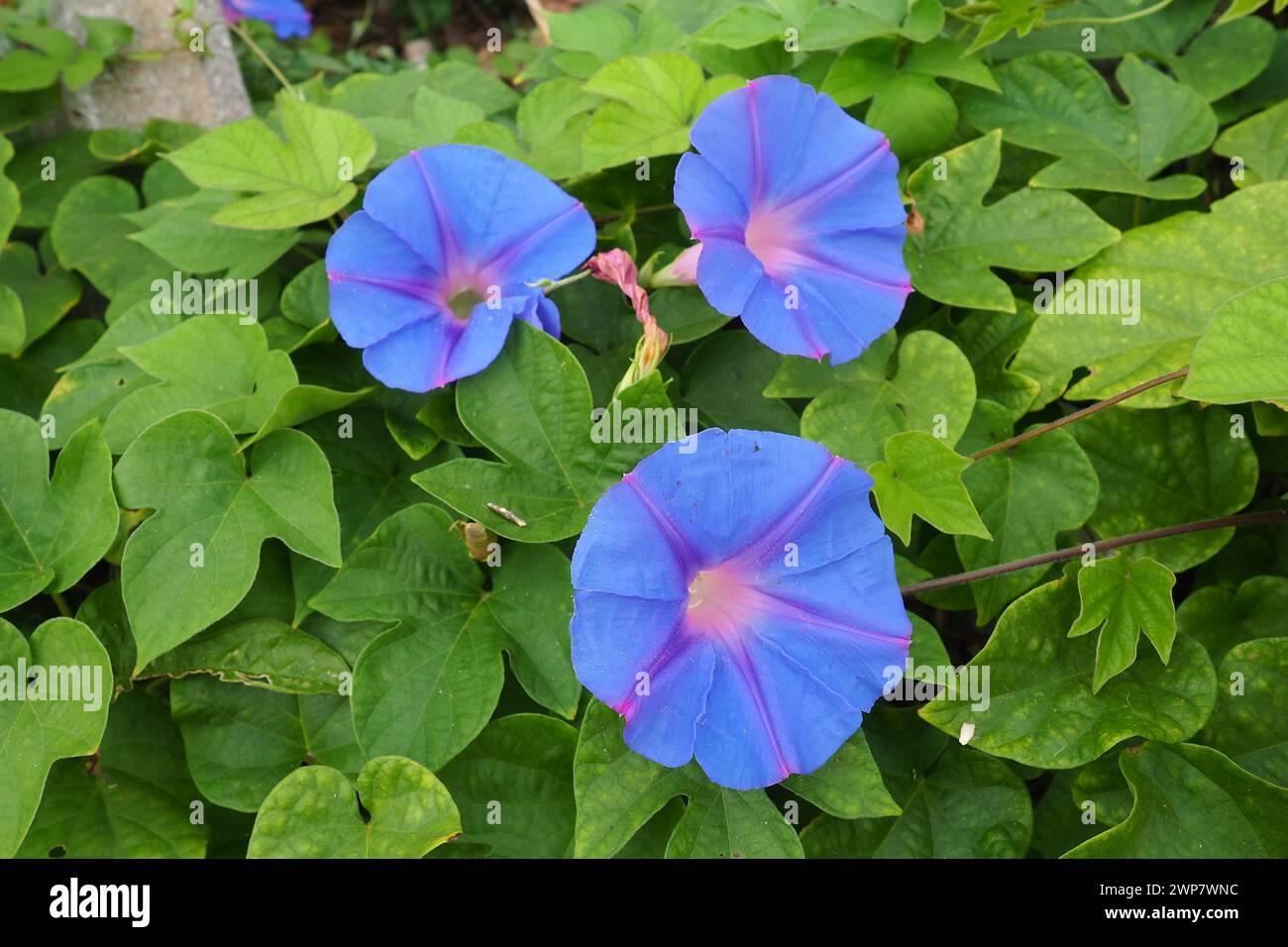 Ipomoea purpurea, common morning-glory, tall morning-glory, or purple morning glory, is a species in the genus Ipomoea, native to Mexico and Central Stock Photo