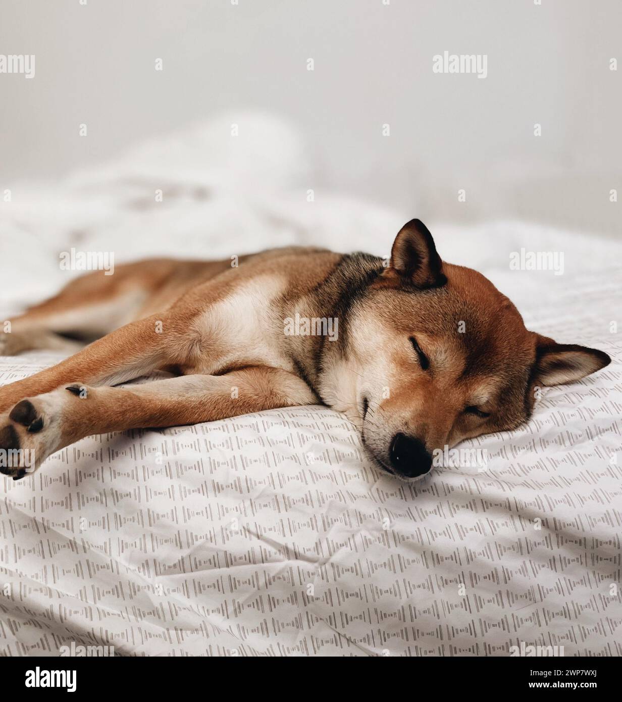 A dog peacefully napping on a cozy bed with pillows and a blanket Stock Photo