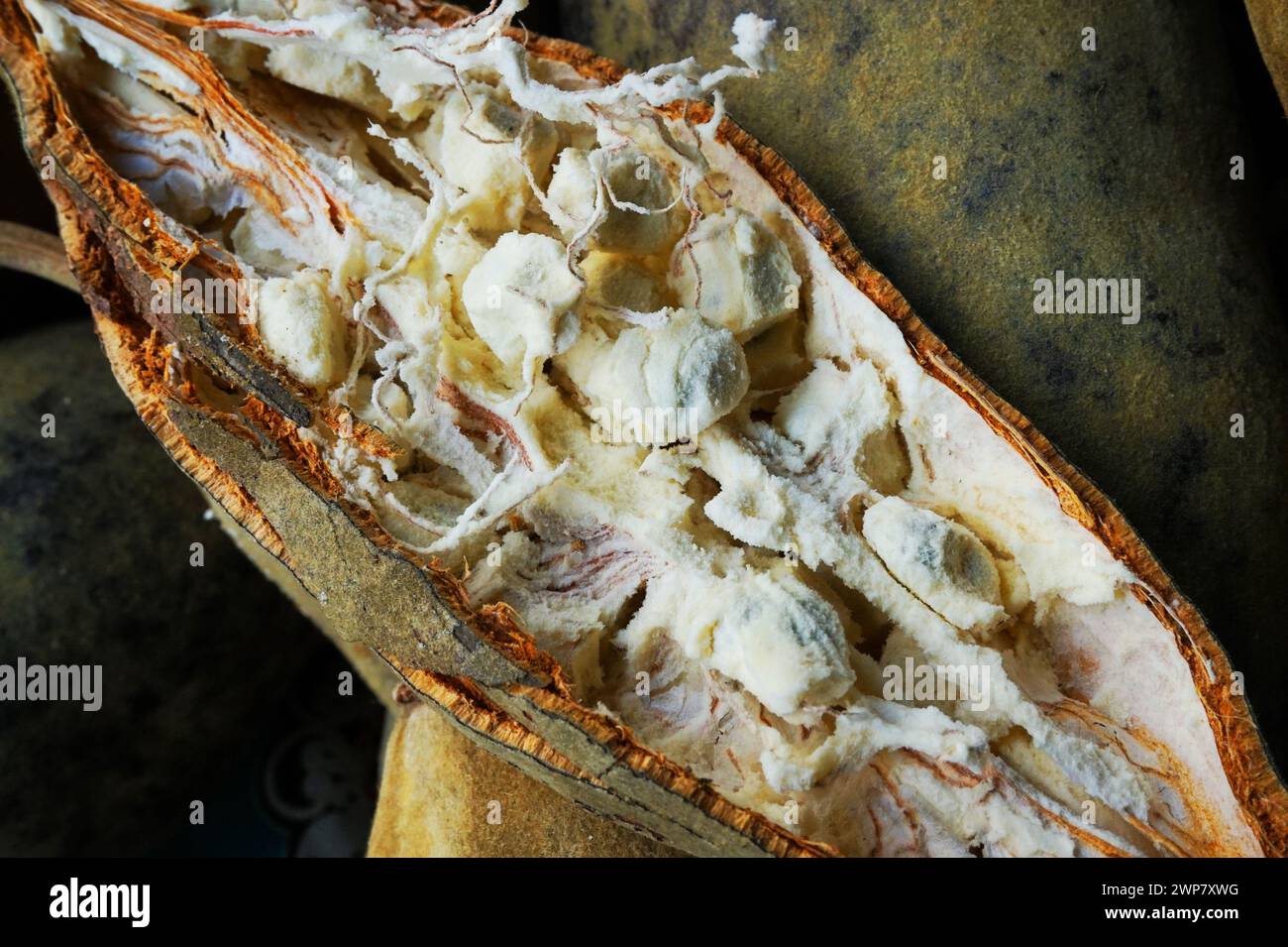 open baobab fruit as new natural food Stock Photo - Alamy