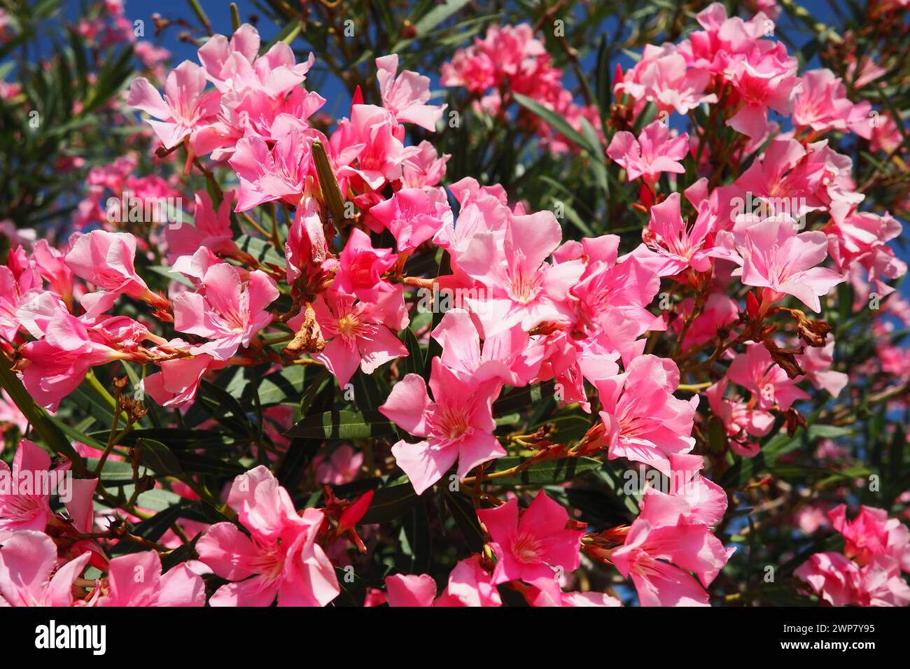 Oleander, Nerium oleander Apocynaceae, is a poisonous shrub. It is