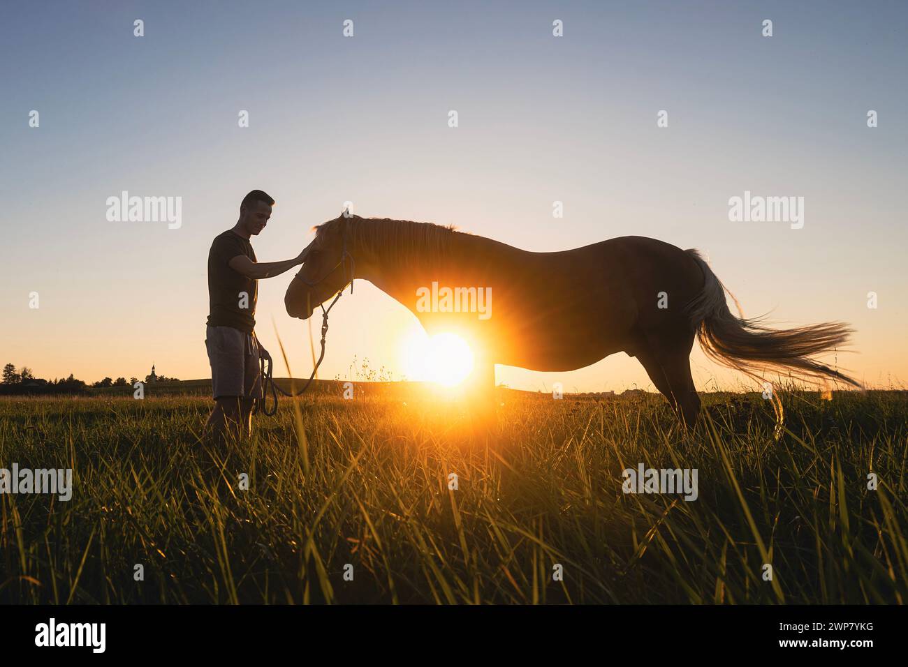 Silhousette of man while stroking of therapy horse on meadow at sunset. Themes hippotherapy, care and friendship between people and animals. Stock Photo