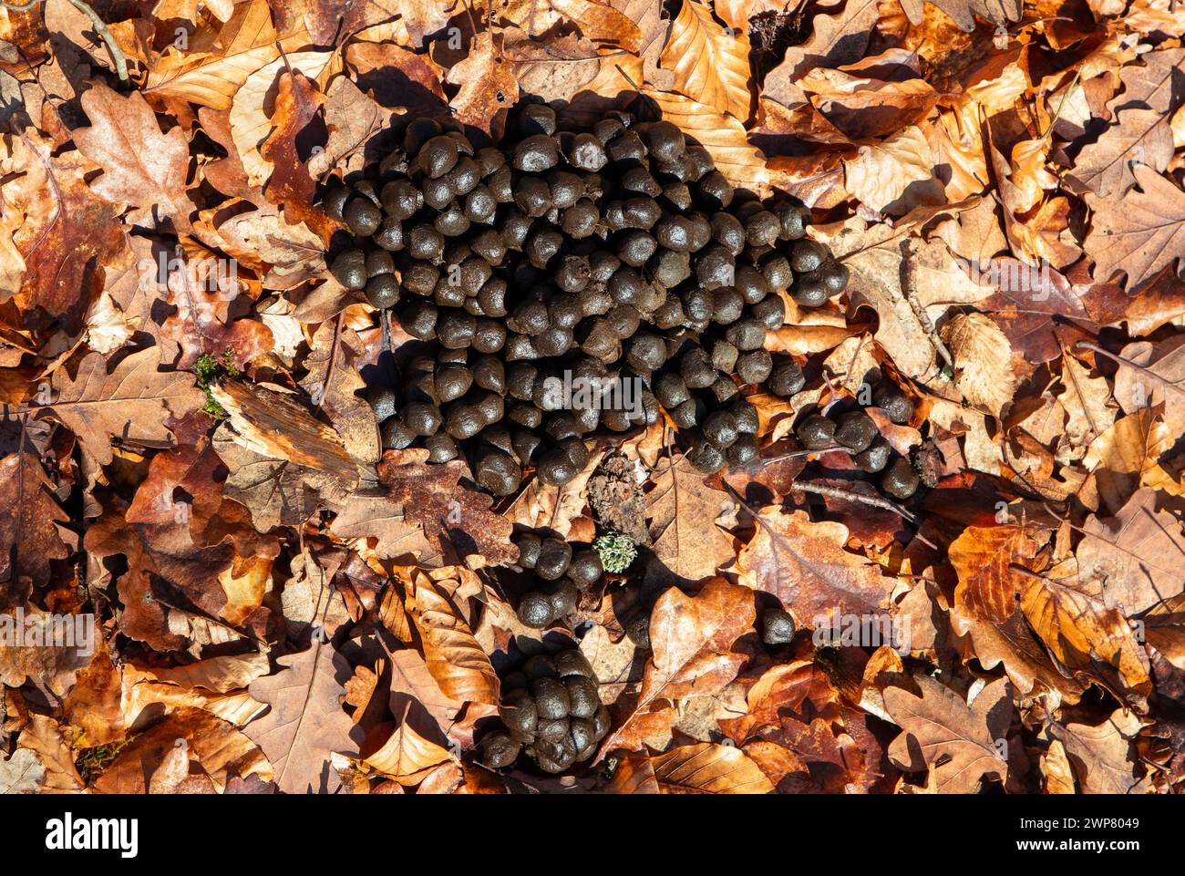A top view of deer droppings on dried leaves Stock Photo