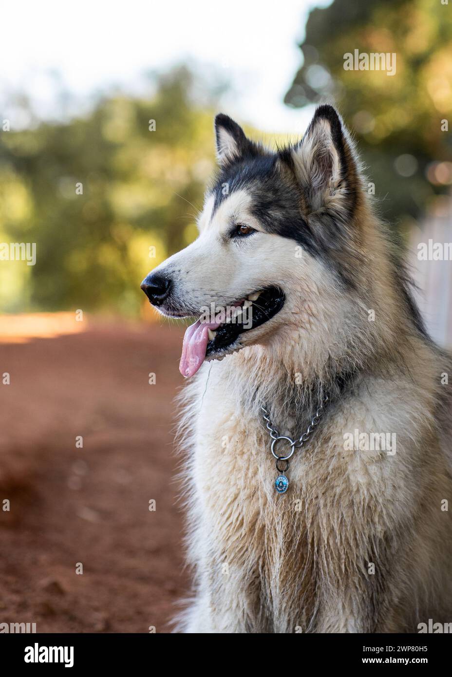 A husky sitting on the ground Stock Photo - Alamy