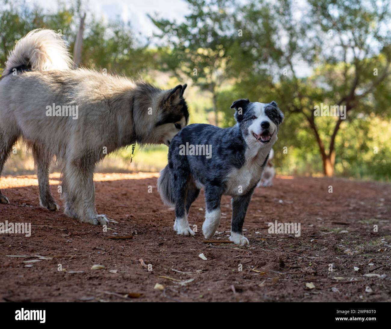 Two dogs in a dusty area, one white and grey Stock Photo