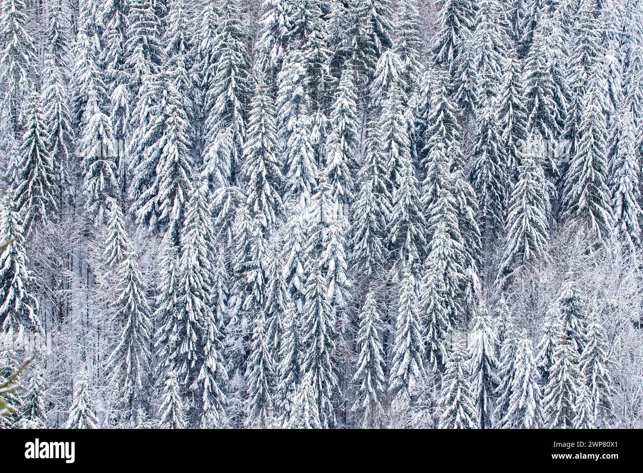 Branches frozen icy conifer hi-res stock photography and images - Alamy