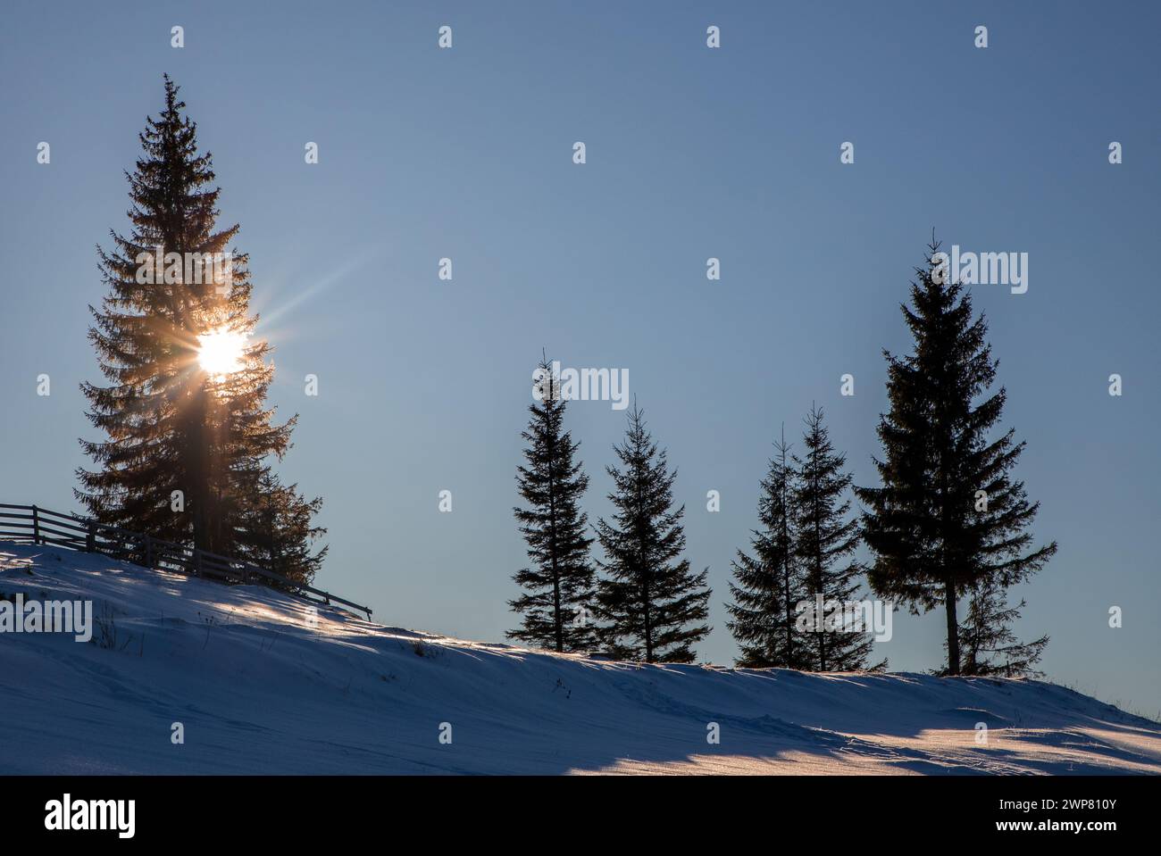 Slope fir trees hi-res stock photography and images - Alamy