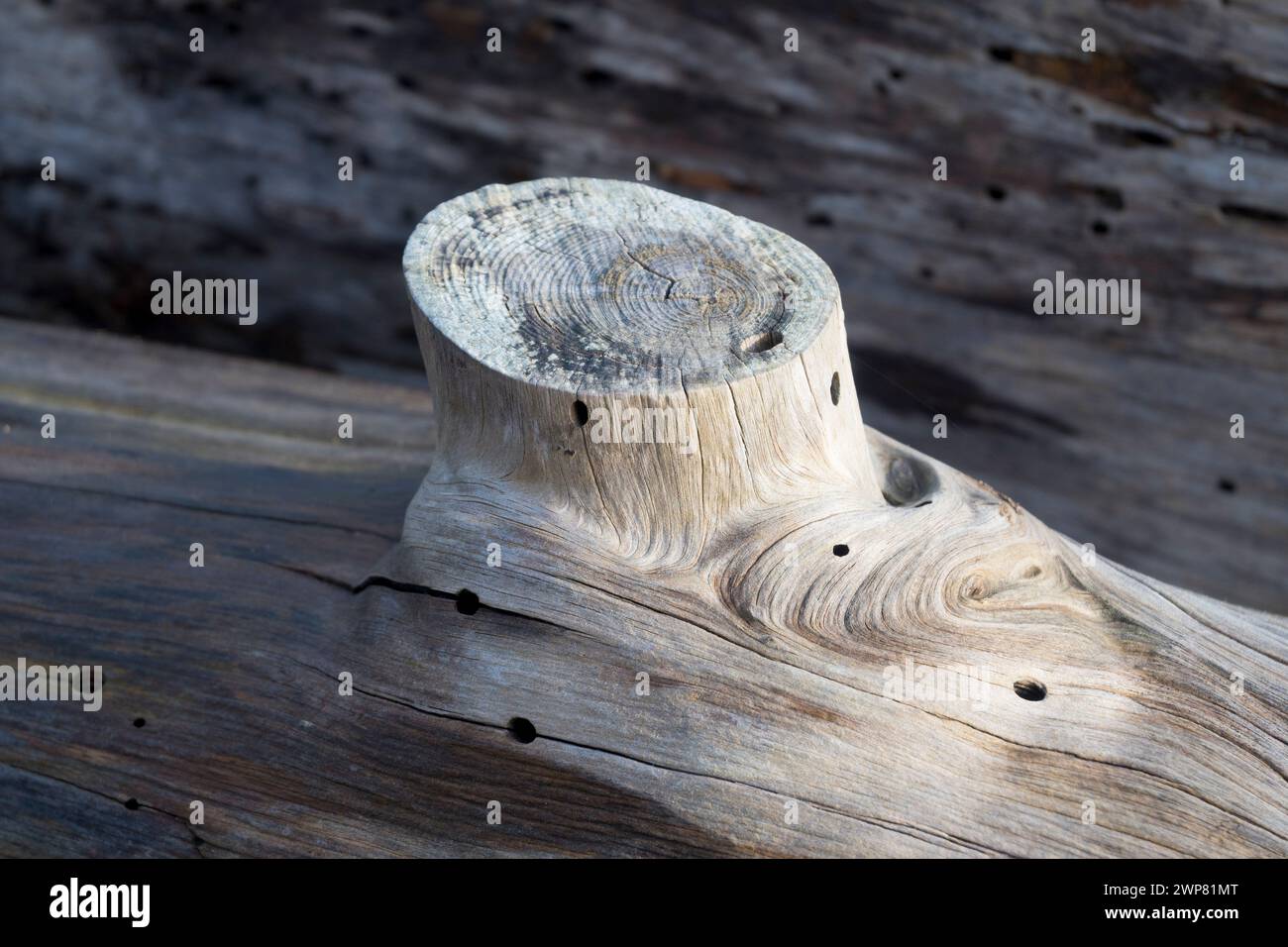 You can find abstract beauty or interesting shapes just about anywhere, if you just look hard enough. These pleasing shapes and bleached wood are a cl Stock Photo