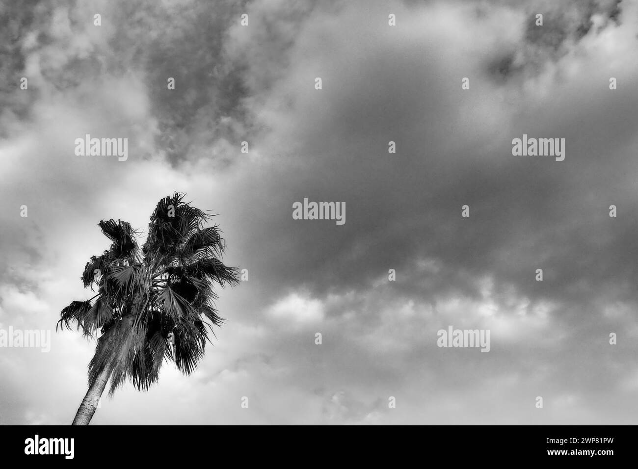 Palm trees in the wind against the blue sky and clouds in the summer evening. Sunset. Herceg Novi, Montenegro. Tropical resort landscape. Beach Stock Photo