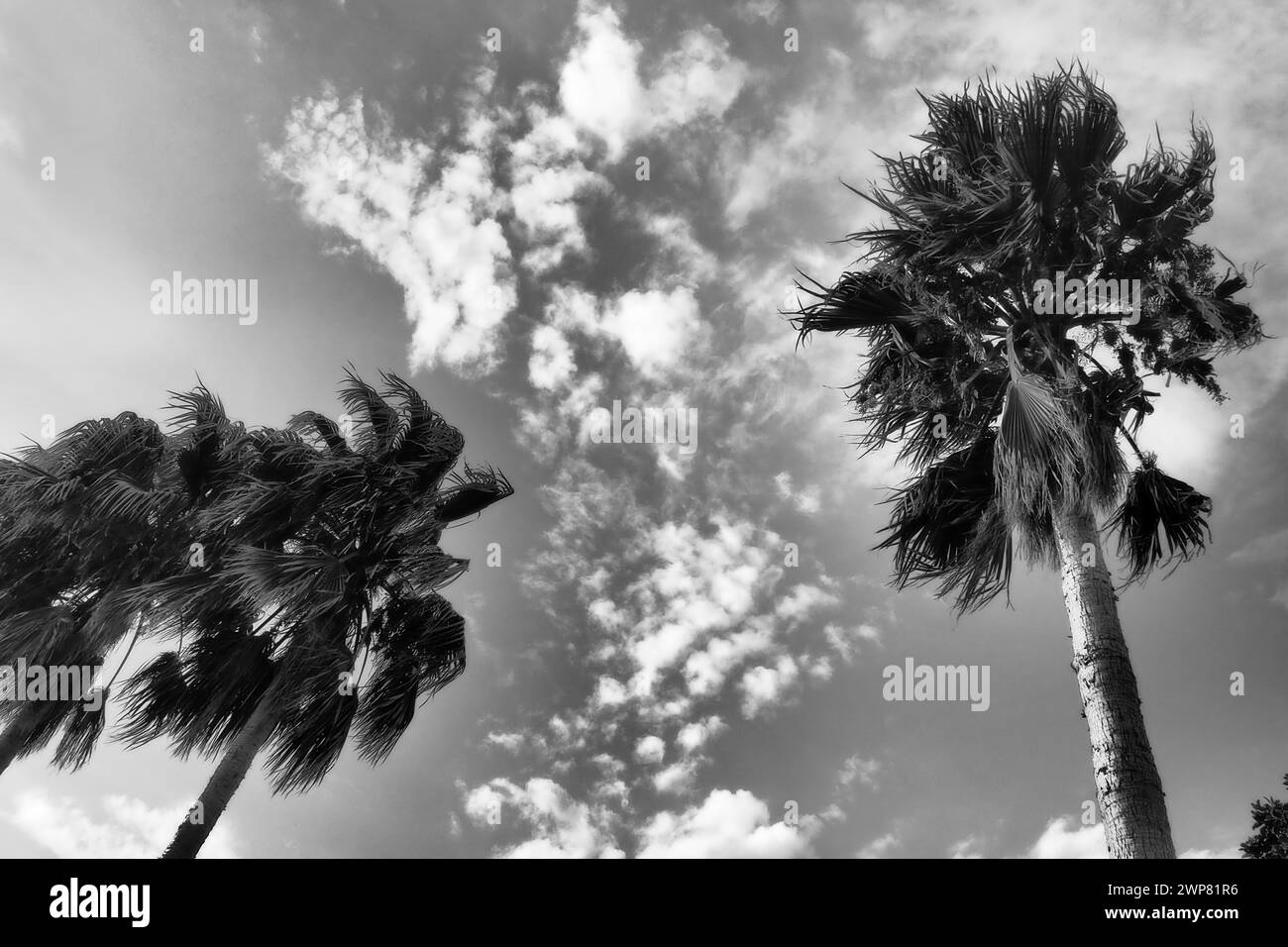 Palm trees in the wind against the blue sky and clouds in the summer evening. Sunset. Herceg Novi, Montenegro. Tropical resort landscape. Beach Stock Photo