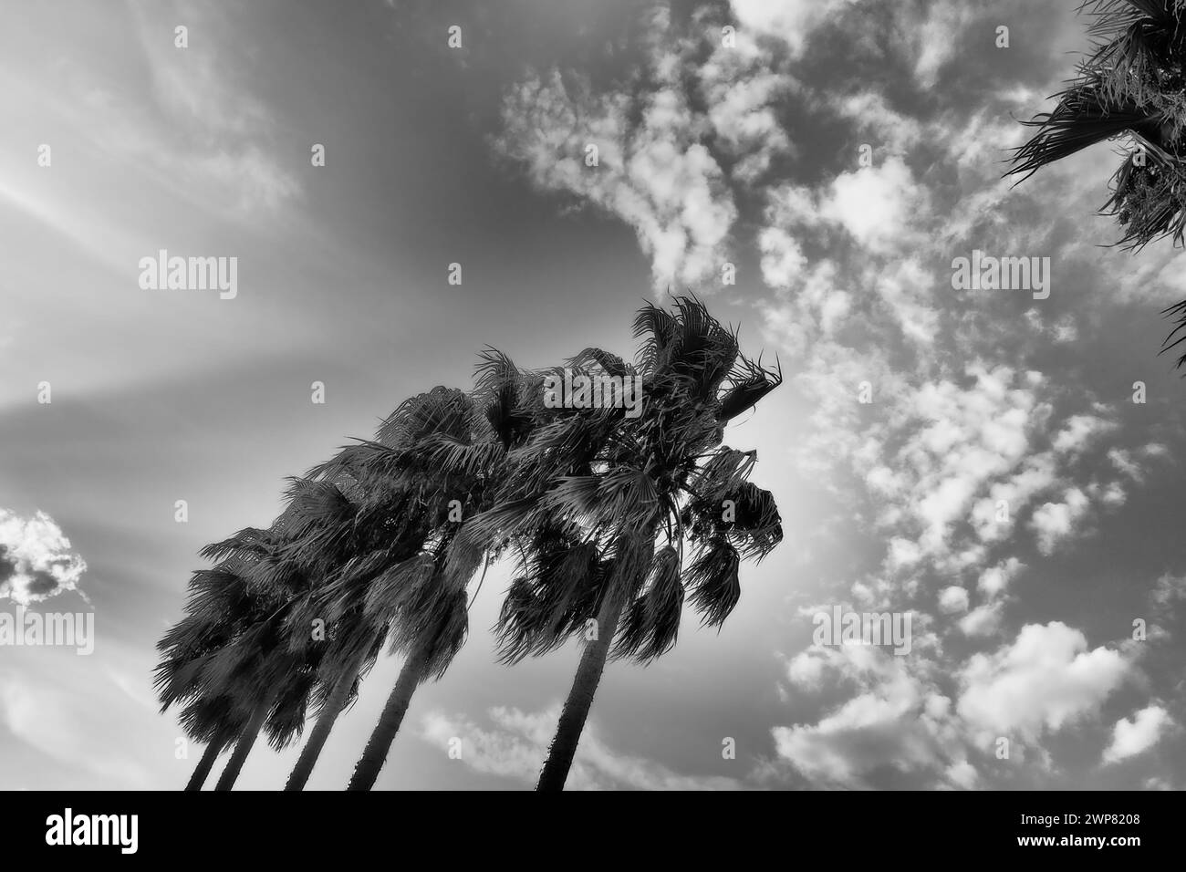Palm trees in the wind against the blue sky and clouds in the summer evening. Sunset. Herceg Novi, Montenegro. Tropical resort landscape. Beach Stock Photo