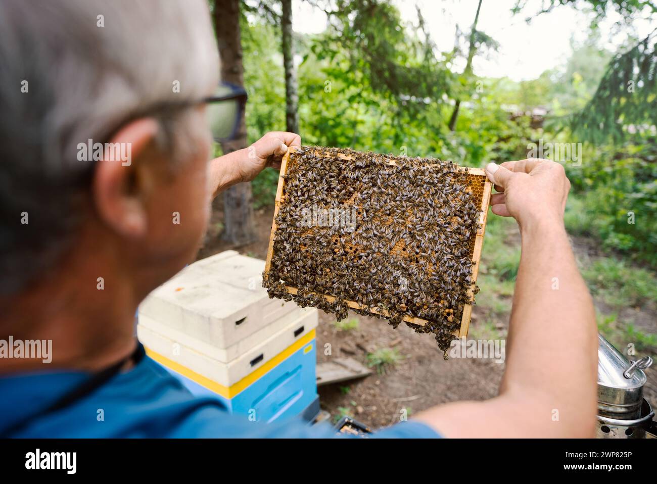 Fantastic beehive producing honey, nature, man and bee, sweet honey, honeycomb, nectar, beekeeping, Poland Stock Photo
