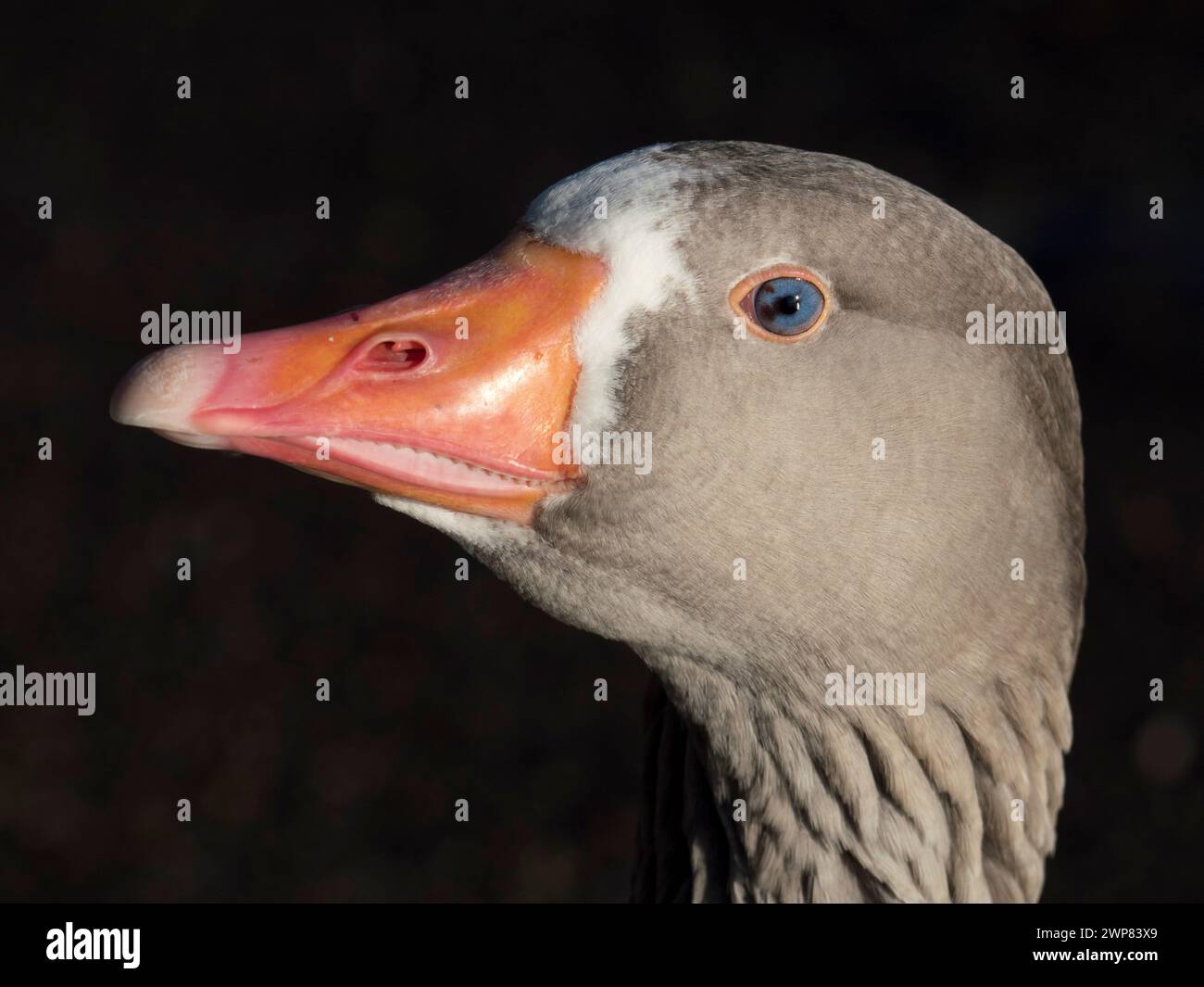 Geese used to be kept as watch animals in Ancient Rome - in particular ...