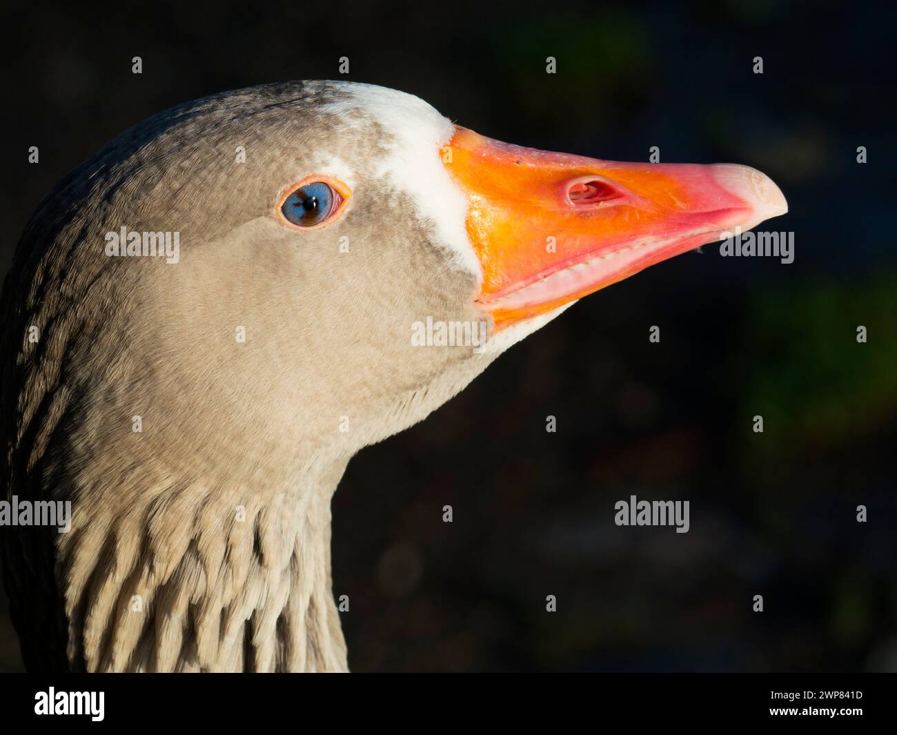 Geese used to be kept as watch animals in Ancient Rome - in particular ...