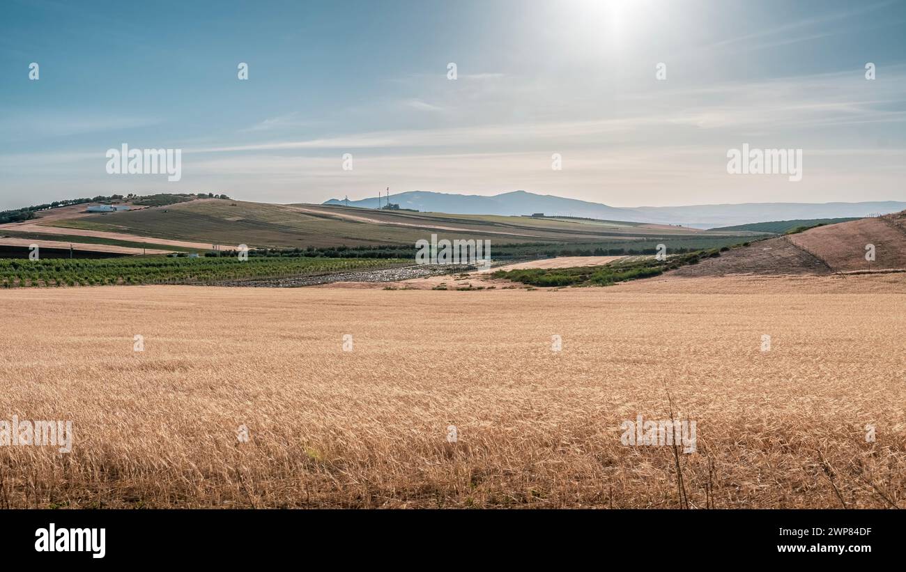 A desolate and uninhabited field on a sunny day Stock Photo - Alamy