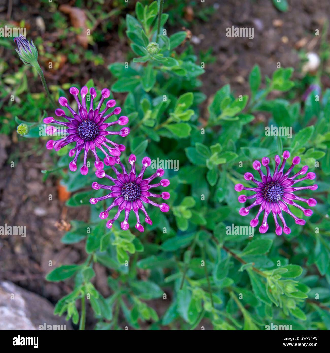 Closeup of three purple Osteospermum 'Whirligig' flowers growing in English Garden in August, England, UK Stock Photo