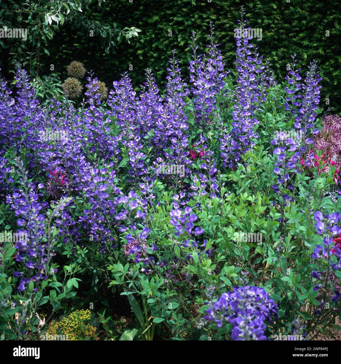 Indigo flowers hi-res stock photography and images - Alamy