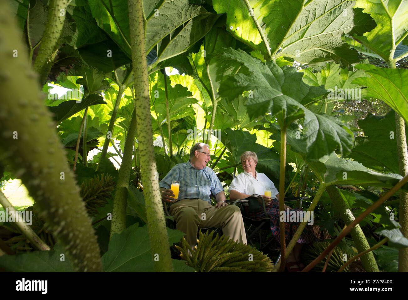 07/08/16  Anthony and Jenny Phillips, enjoy the shade under their giant gunnera   plant.   'This is probably the best year ever for our giant gunnera Stock Photo