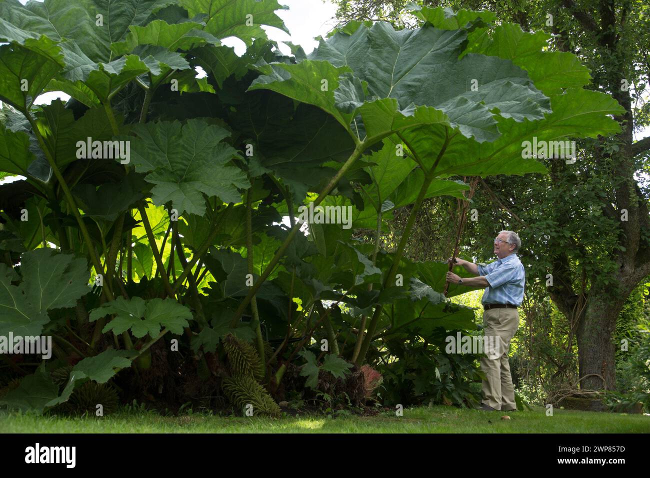 07/08/16  Anthony Phillips, prunes his giant gunnera  plant.   "This is probably the best year ever for our giant gunnera plant," said gardener Jenny Stock Photo
