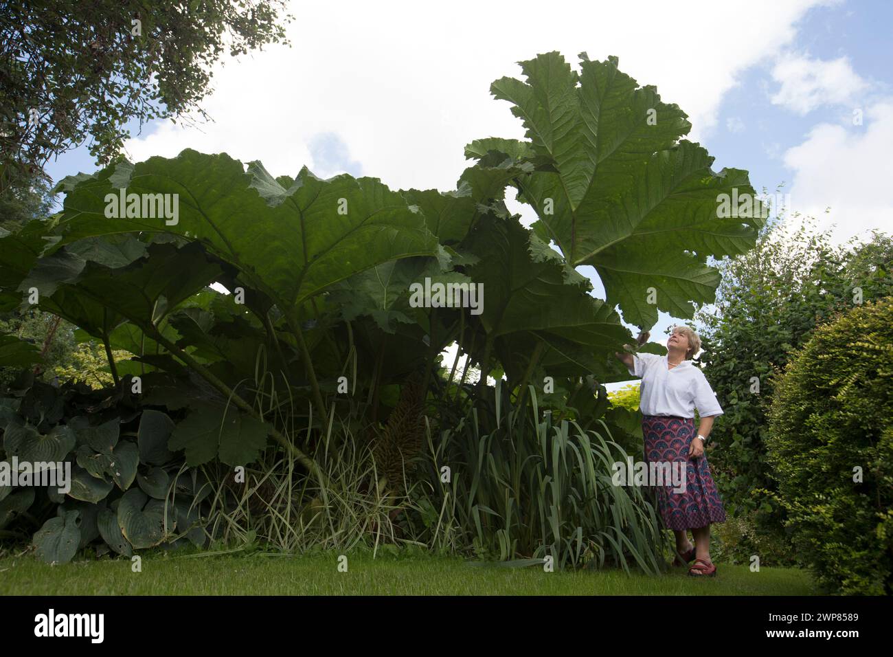 07/08/16  Jenny Phillips, prunes the giant gunnera  plant.   "This is probably the best year ever for our giant gunnera plant," said gardener Jenny Ph Stock Photo