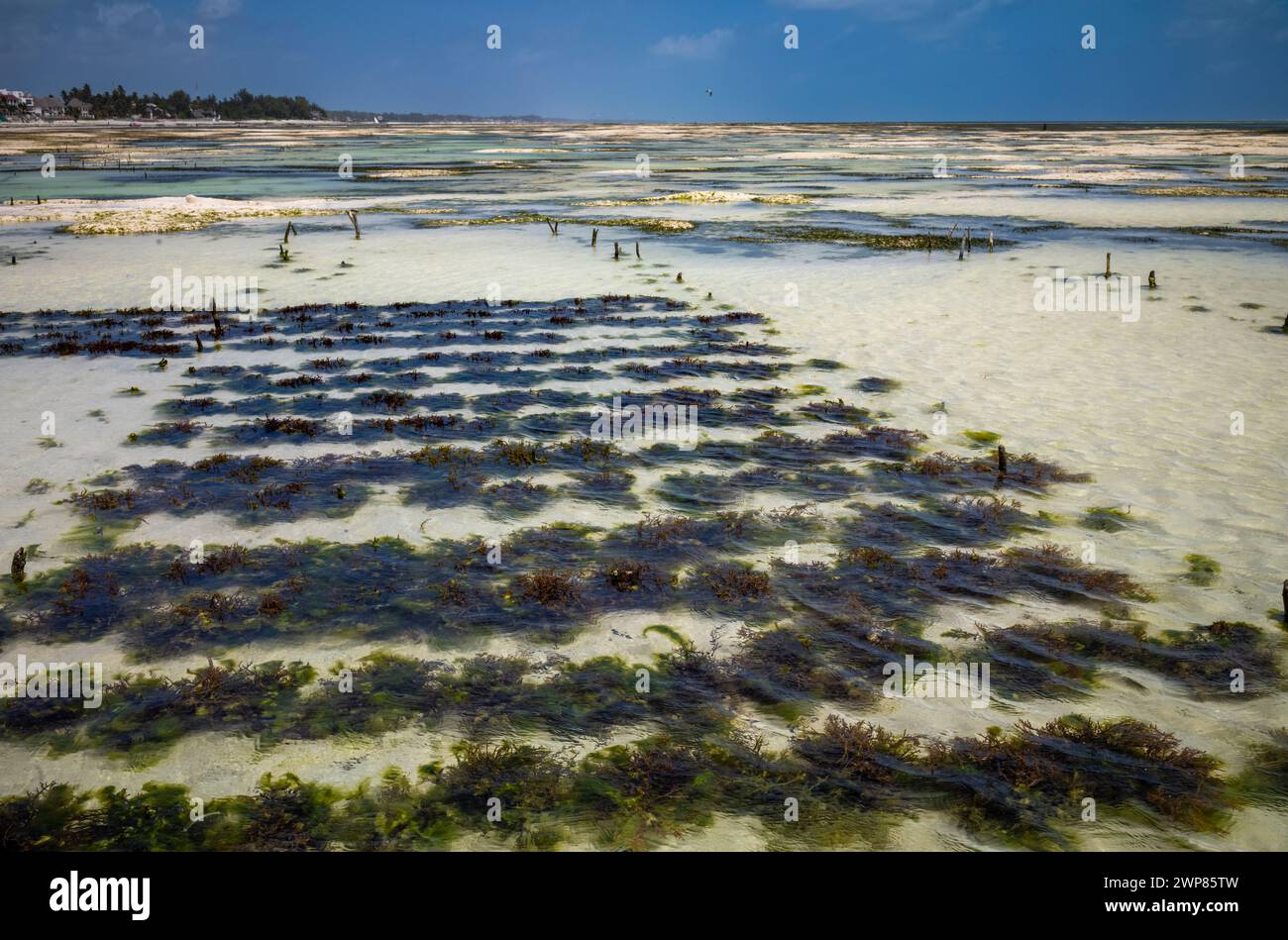 Seaweed (Eucheuma denticulatum) covered in the algae  Enteromorpha spp. growing in Jambiani, Zanzibar, Tanzania. Stock Photo