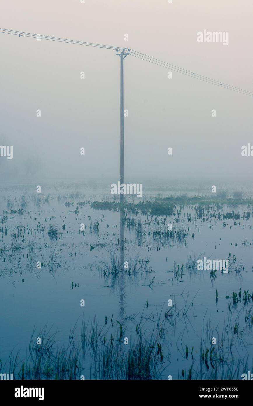 Telegraph pole or wooden national grid post/pylon in fog and flooded field in rural setting Stock Photo