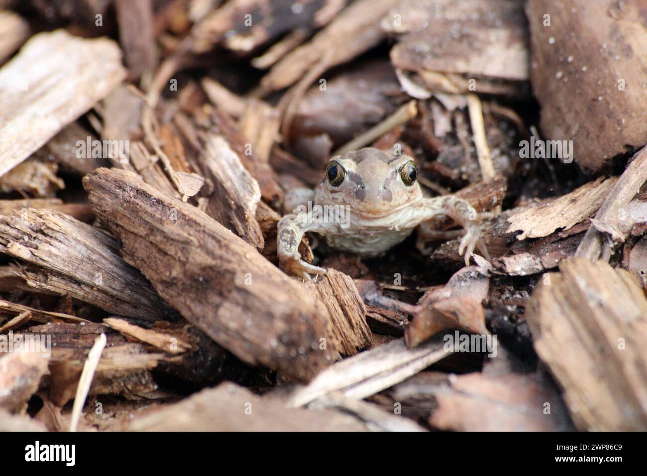 Little frog looking at us Stock Photo