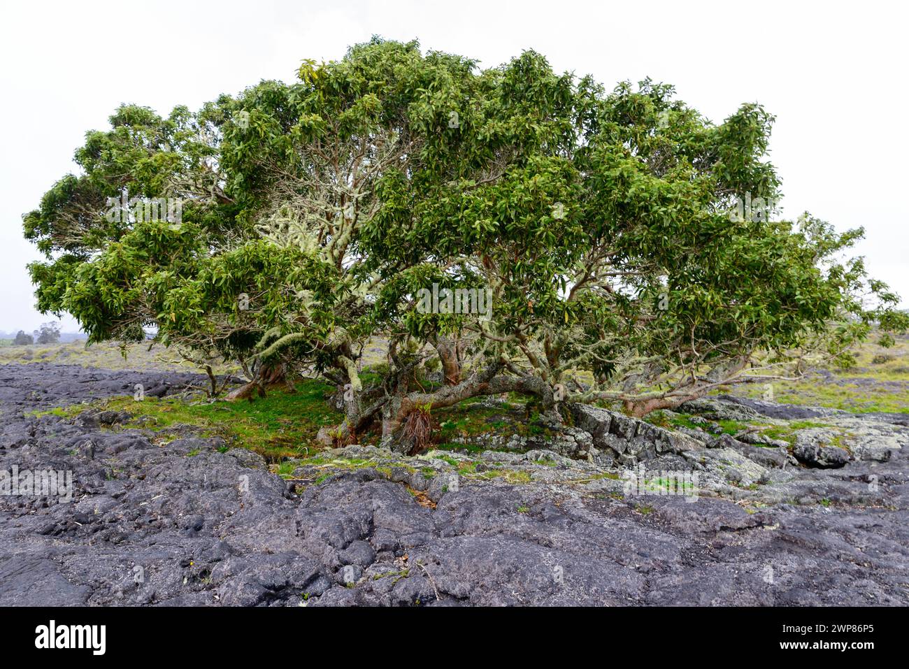A big tree in an old lava field in Hawaii, USA Stock Photo - Alamy