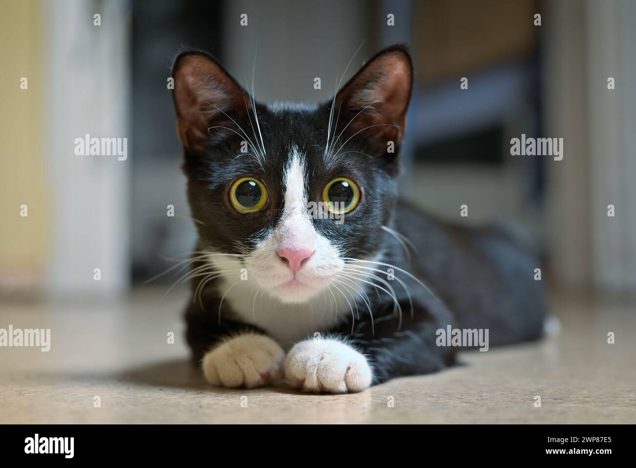 Cute Tuxedo kitten lying on the floor and looking curious at camera. Stock Photo