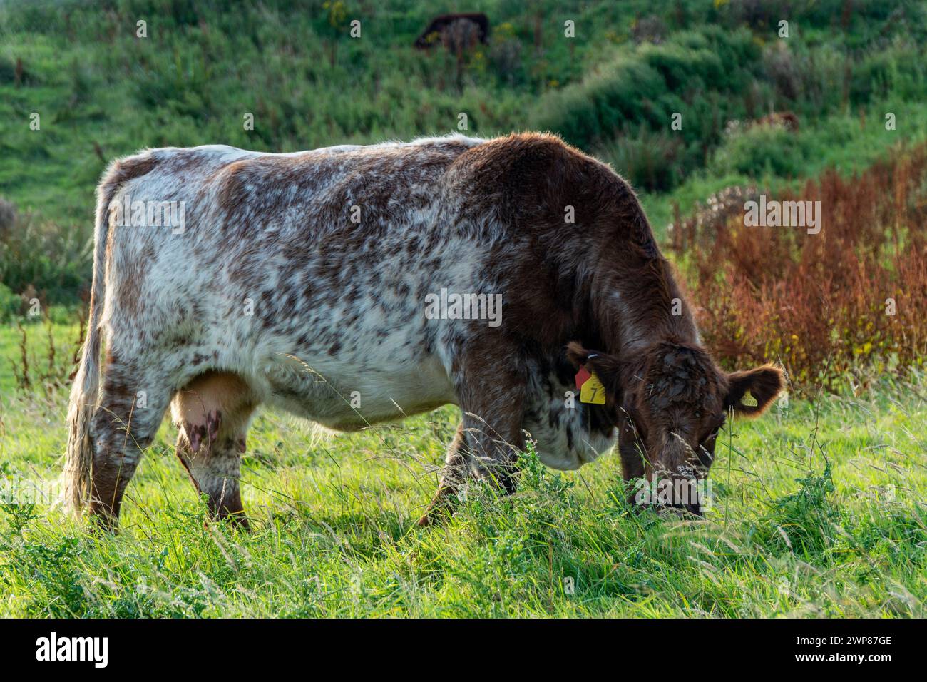 A brown cow grazing in a grassy field Stock Photo