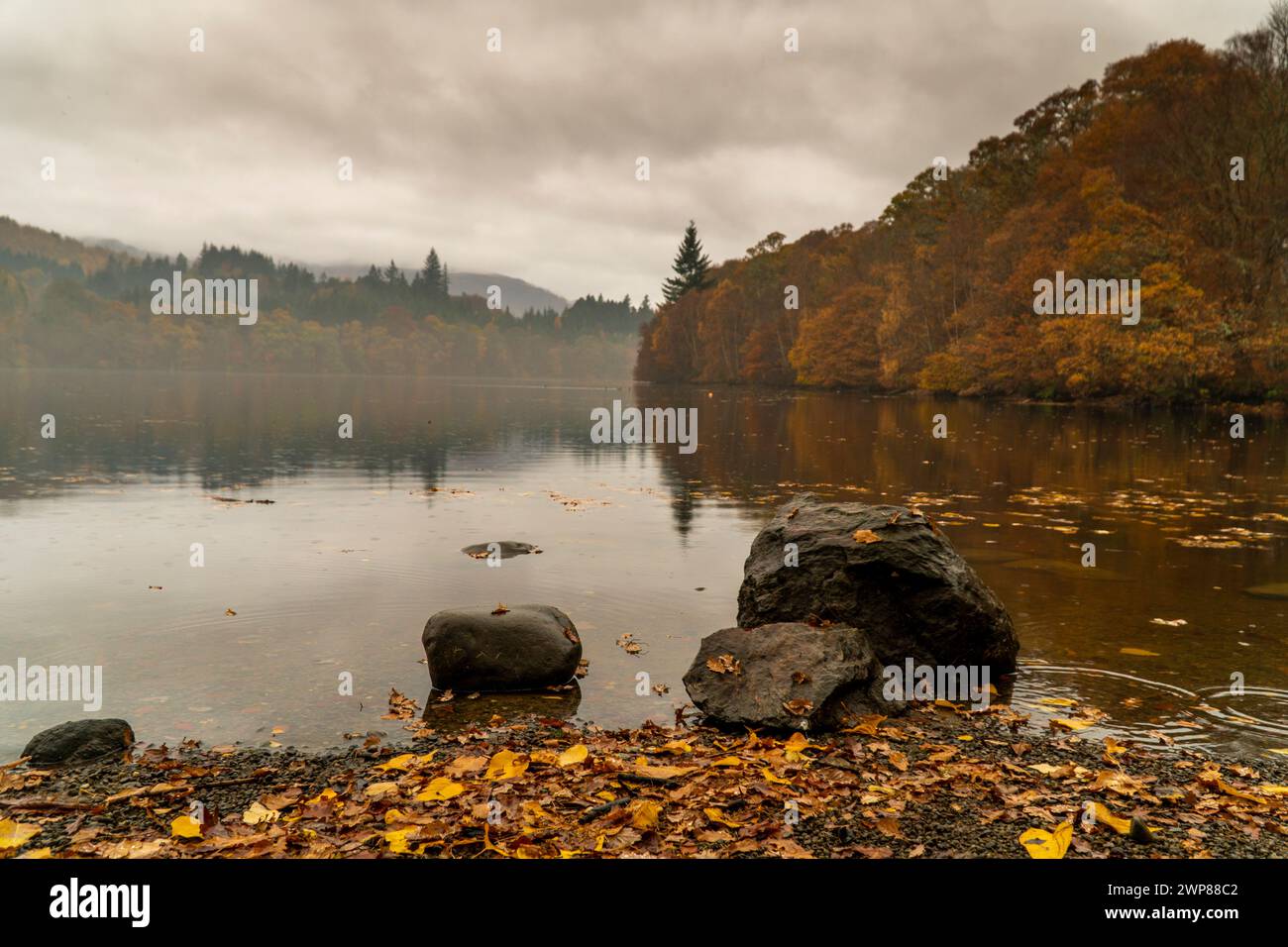 Leafy reflection hi-res stock photography and images - Alamy