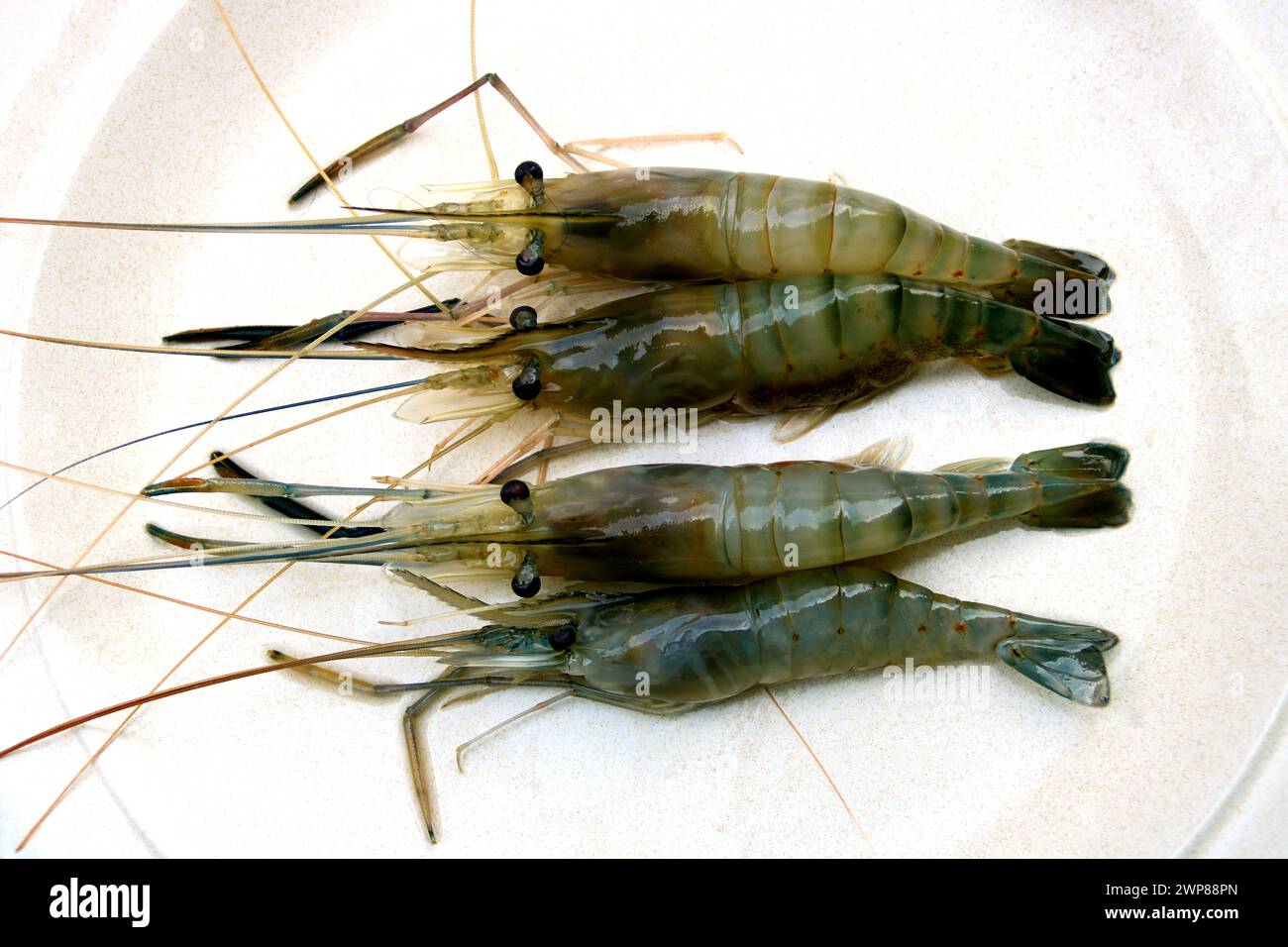 Newly caught freshwater prawns on a white plate in Sarawak Borneo Malaysia Stock Photo