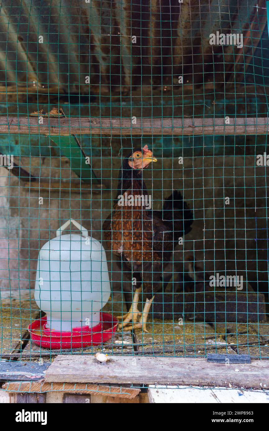 A hen in a cage is standing next to her food and drink containers.The chicken cage is made of wood, wire barriers and a zinc roof. Stock Photo