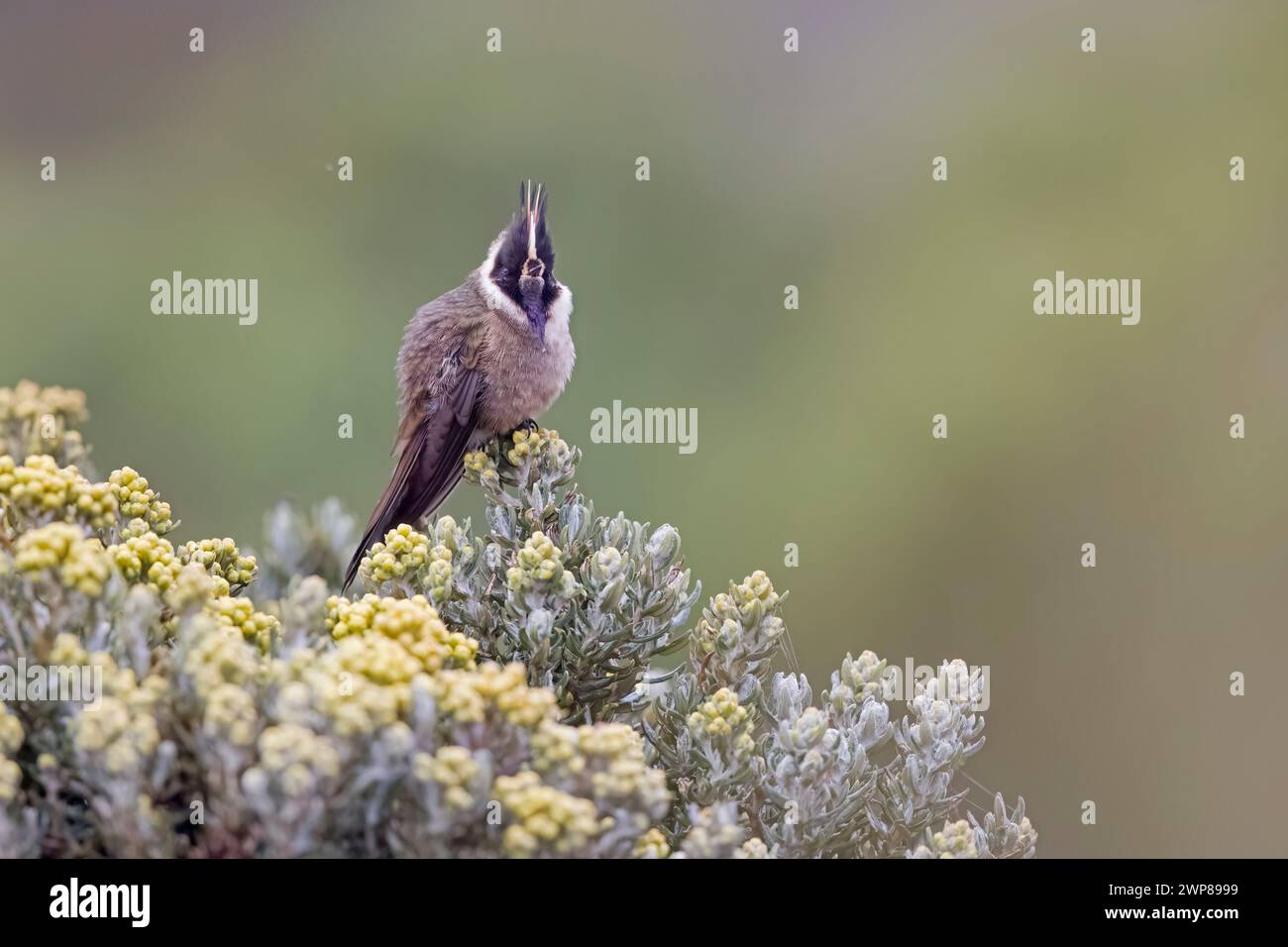 Buffy Helmetcrest Hummingbird Perched in Colombia South America Stock Photo