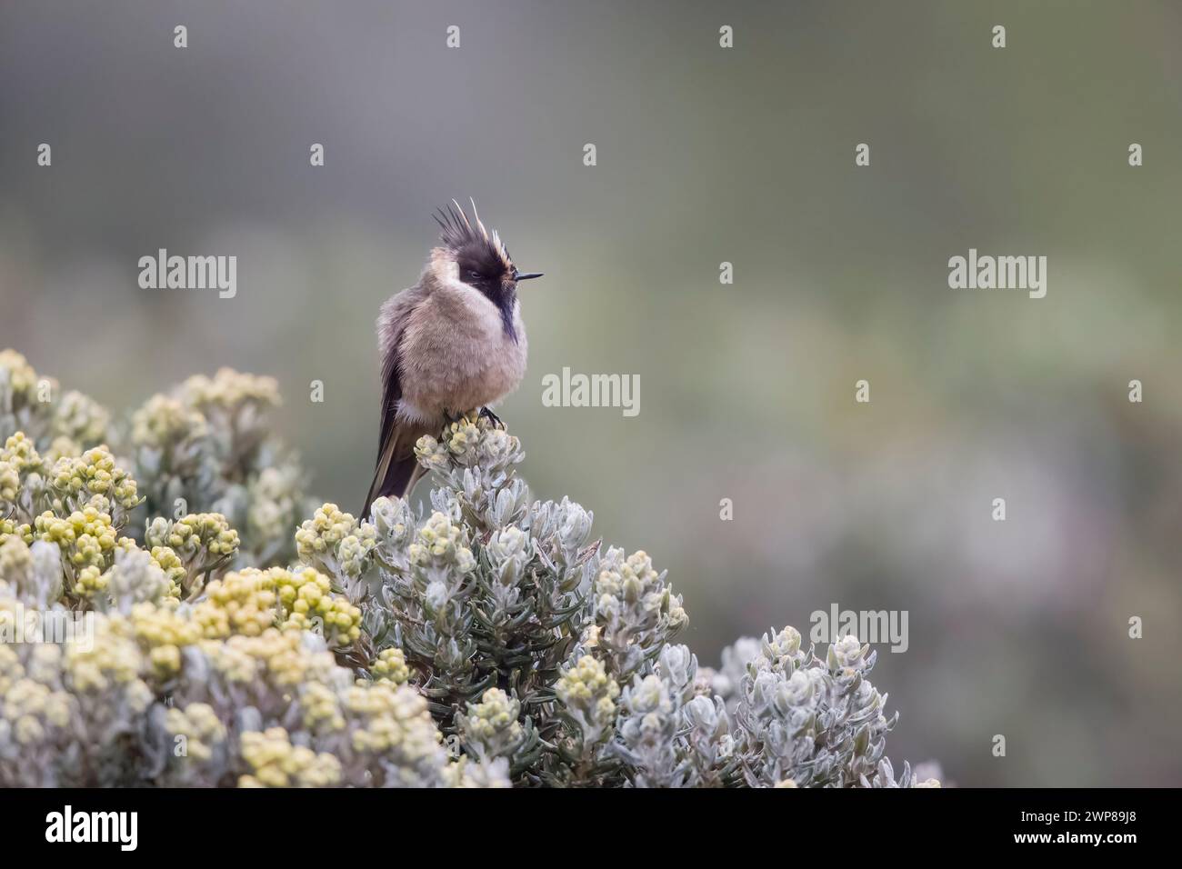 Buffy Helmetcrest Hummingbird Perched in Colombia South America Stock Photo