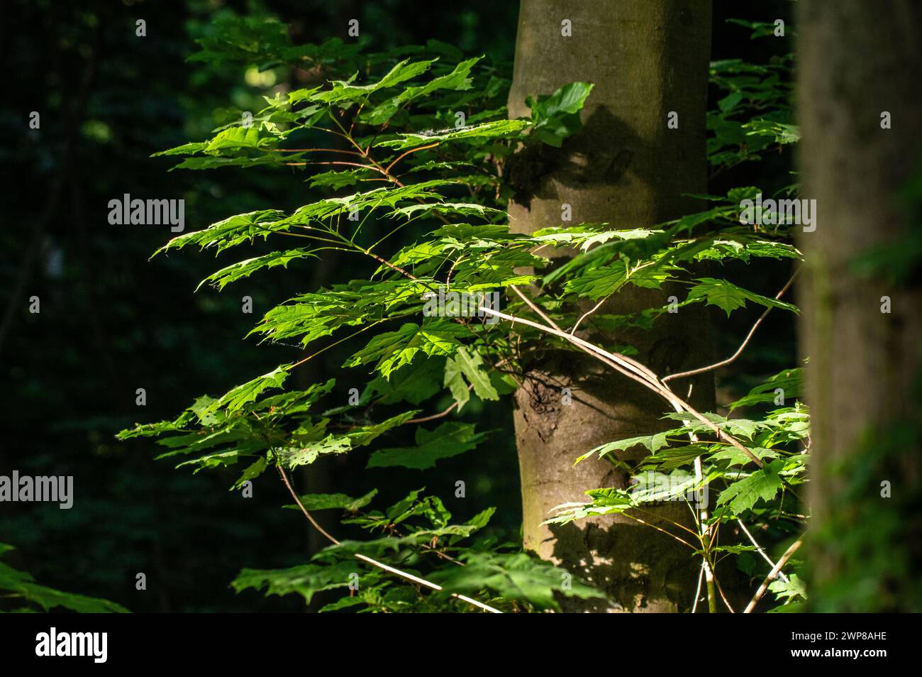 A lush green tree with leaves in a forest setting. Stock Photo