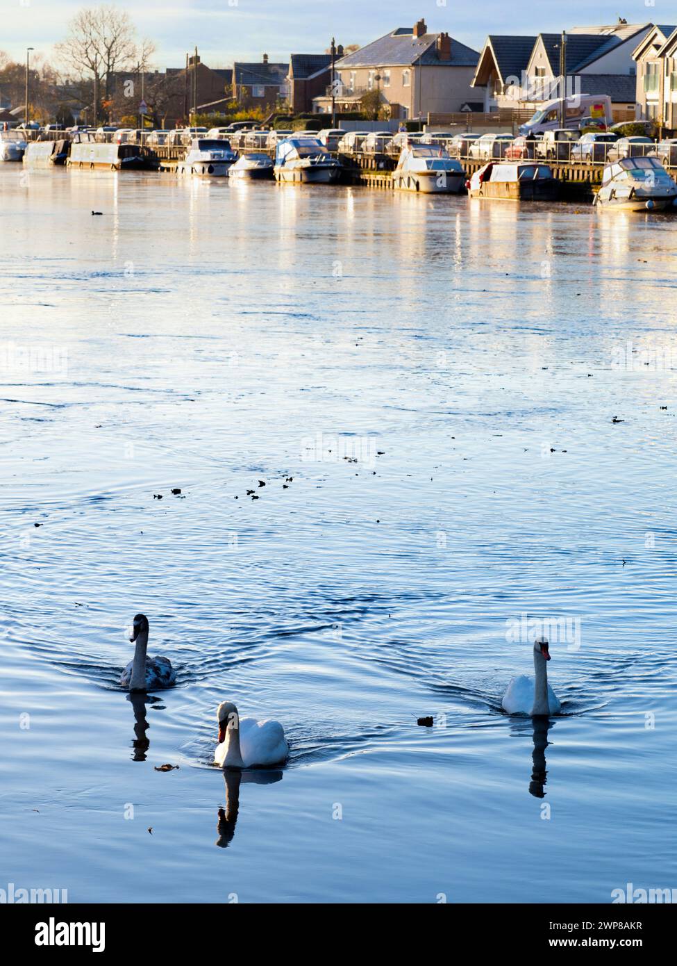 Abingdon claims to be the oldest town in England. And this is the view down the Thames towards its classy marina. It's mid-winter and three swans are Stock Photo