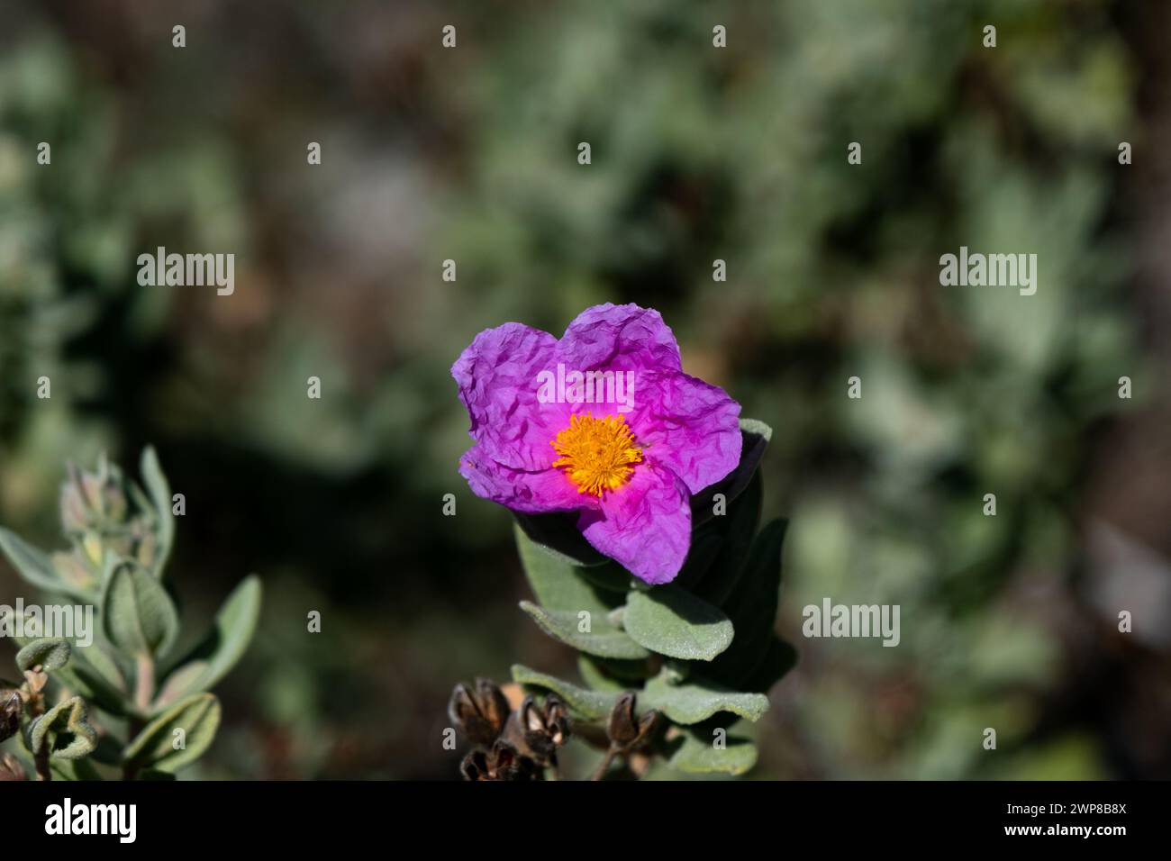 Sunlight plant photosynthesis hi-res stock photography and images - Alamy