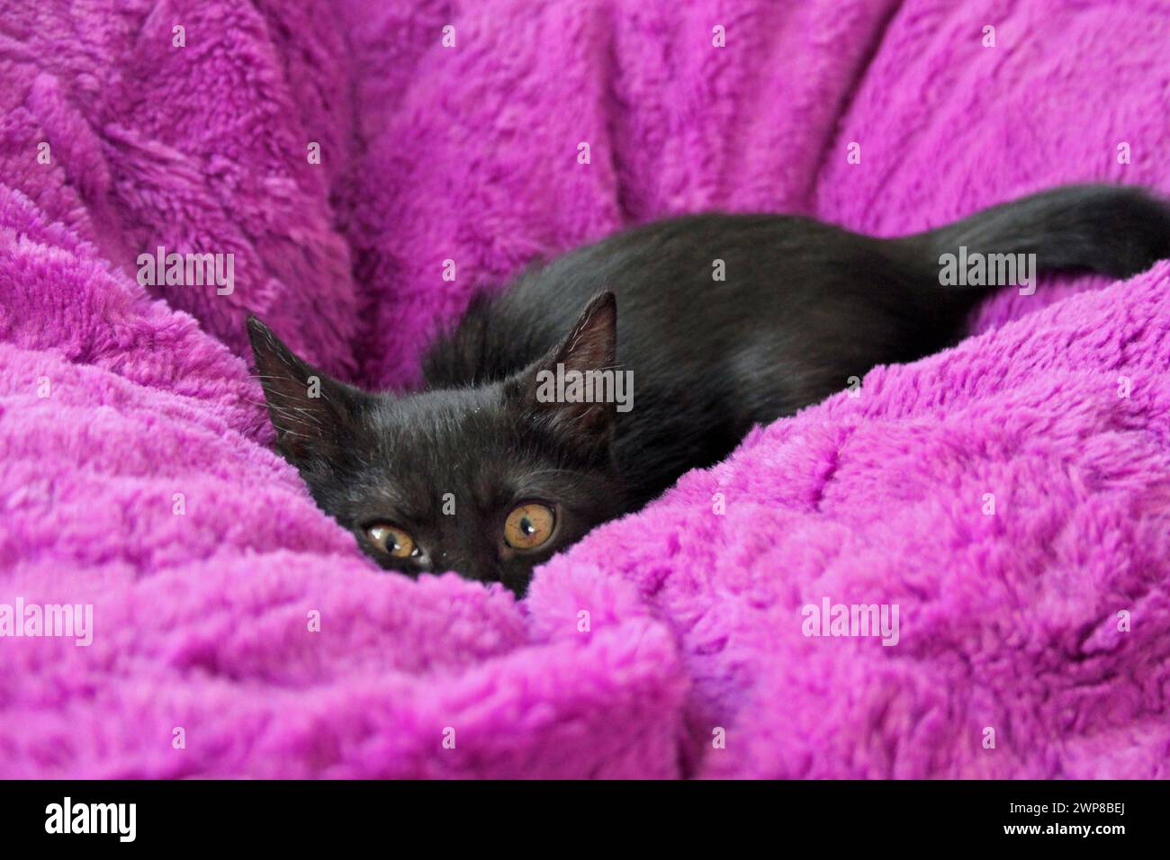 A closeup shot of a cute black cat laying on a plush purple pillow Stock Photo