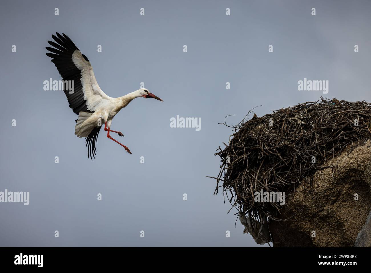 A low angle shot of a stork flying near its nest under a clear blue sky Stock Photo