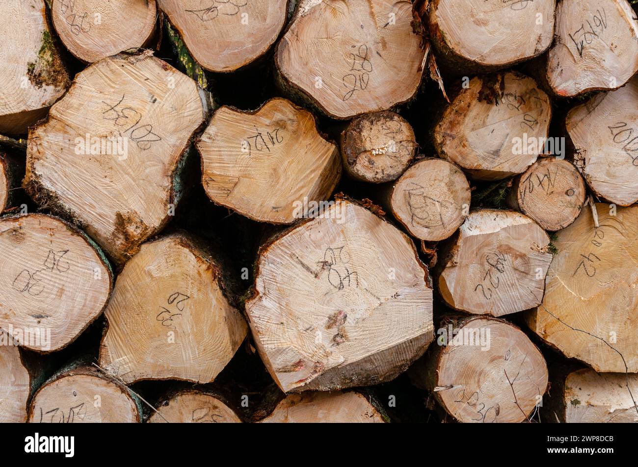 The Sawed tree trunks in a stack in Germany Stock Photo