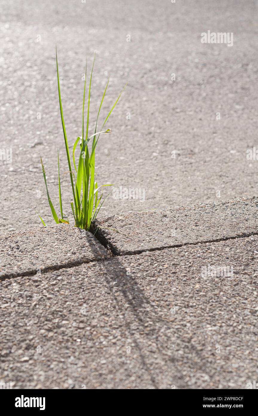 The Grass growing between concrete and tar. Nature conquered its place, Germany Stock Photo