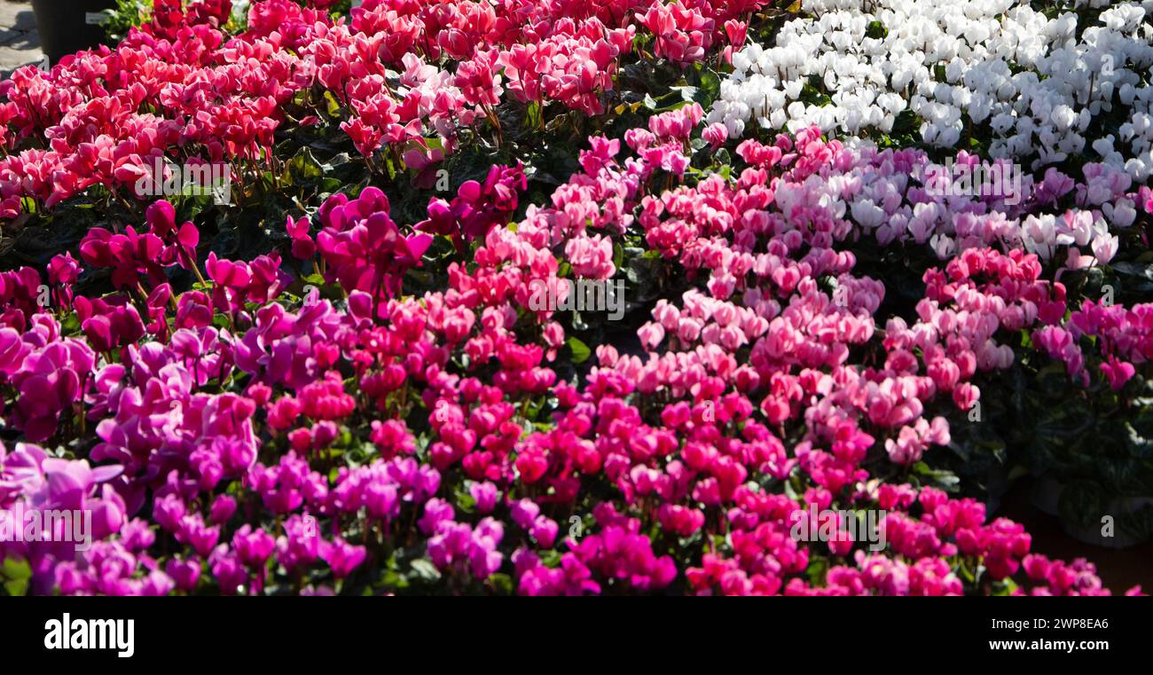 Field pink white wildflowers hi-res stock photography and images - Alamy