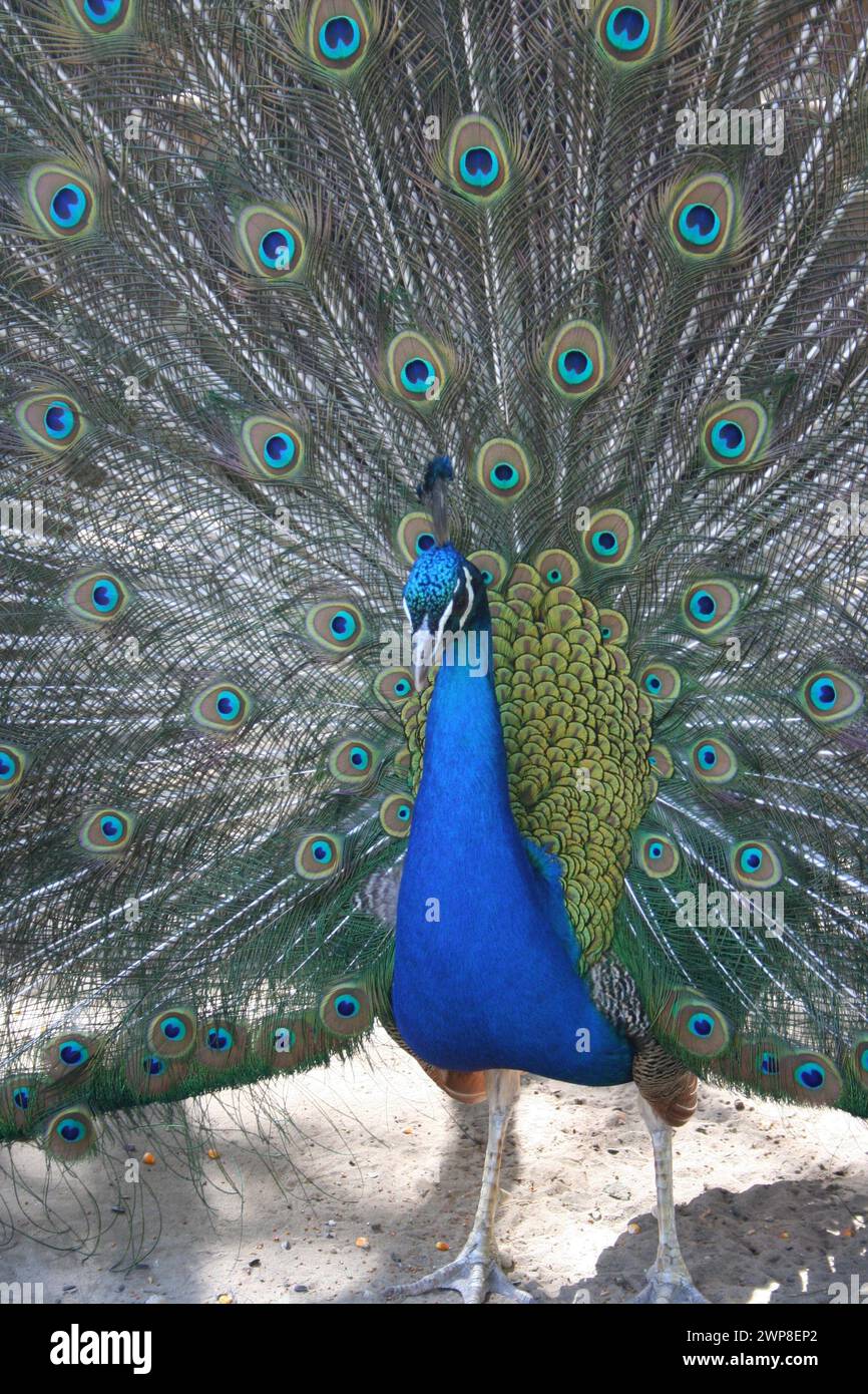 Peacock with feathers out Stock Photo