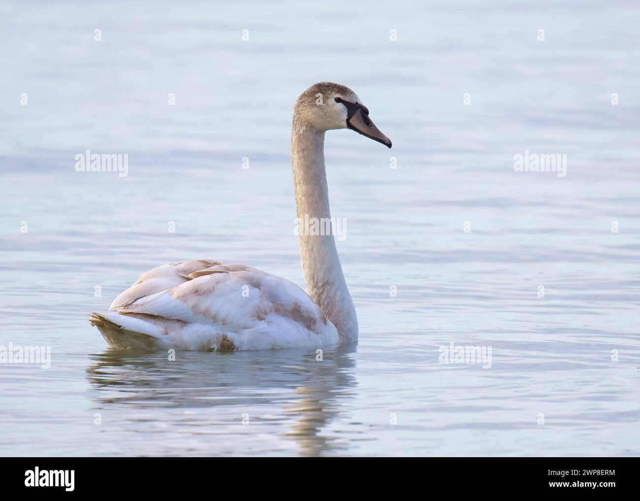 A serene Trumpeter Swan resting in calm waters on a peaceful day Stock Photo