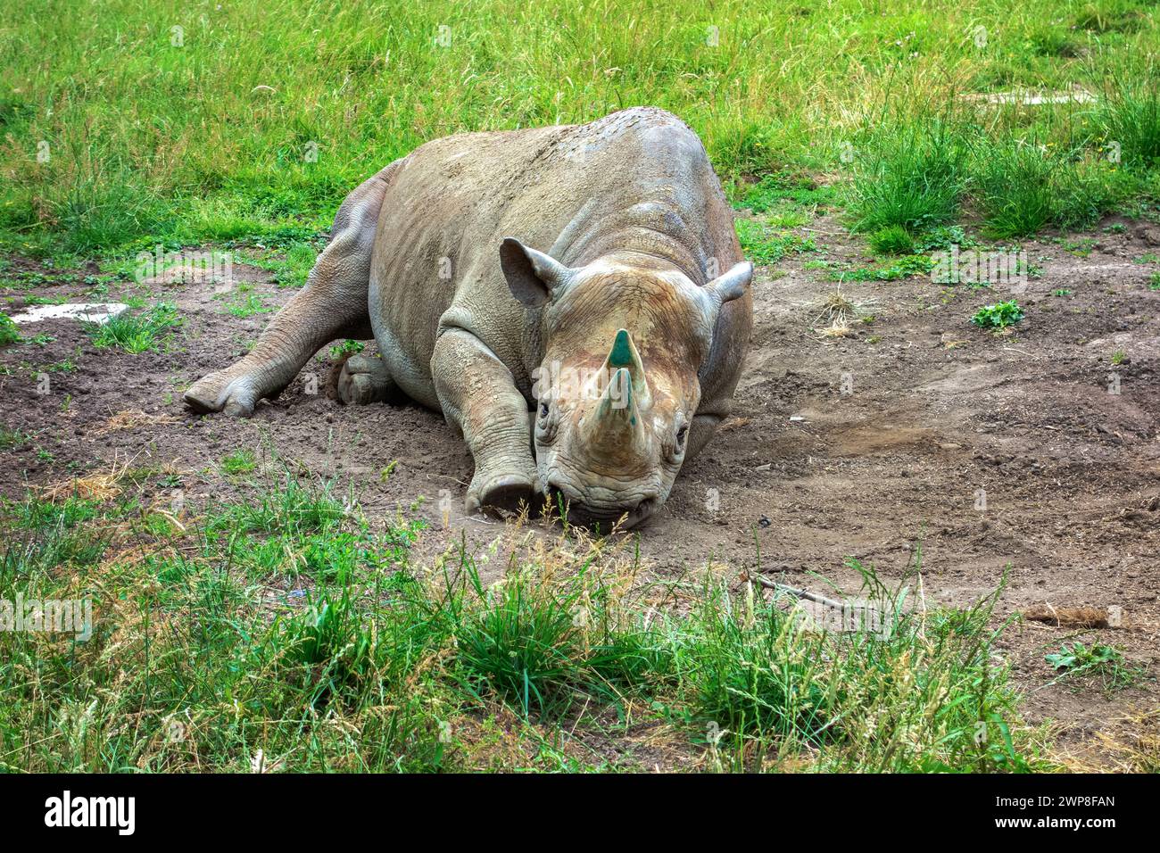 Rhinoceros lying down taken at Port Lympne Safari Park Stock Photo