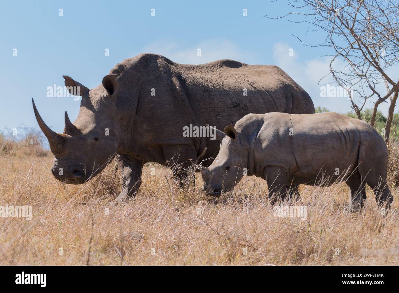 The two rhinos grazing on grass in the wild field Stock Photo