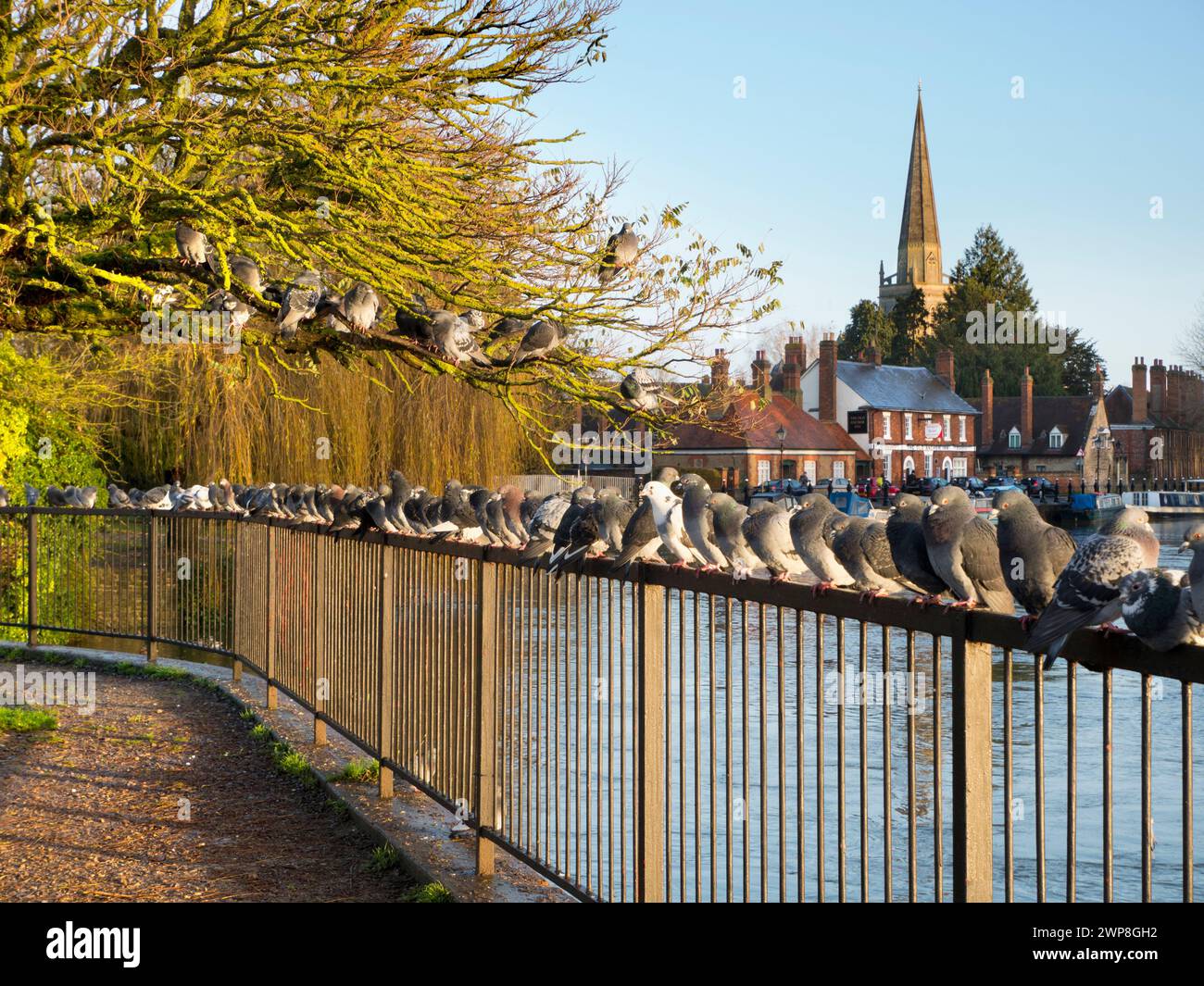 Saint Helen's Wharf is a noted beauty spot on the River Thames, just upstream of the medieval bridge at Abingdon-on-Thames. The wharf was for centurie Stock Photo